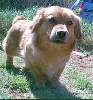 GINGER FRONT 4-20-03.jpg